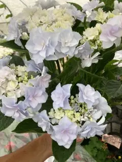 ☆サカモト園芸☆シャルムとモンテの2色植え☆5号鉢☆ - メルカリ