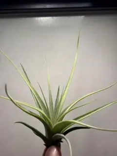 mii様 リクエスト 2点 まとめ商品