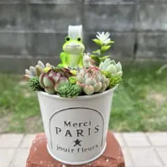 ねこちゃん♡多肉植物寄せ植え♡そのまま飾れる♡b - メルカリ