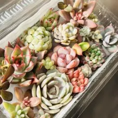 NEW❗️ 【レア種】ザクロ入り　多肉植物詰め合わせ　多肉植物カット　多肉弁当❣️