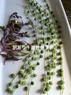 訳あり！多肉植物 カット苗セット グリーンネックレス、ルビーネックレス