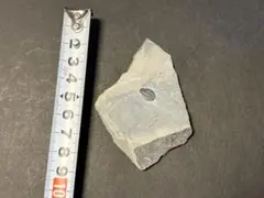【三葉虫】化石標本のサムネイル