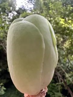 グリーノビア　たまごローズ　アエオニウム　I株のサムネイル