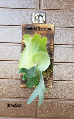 2026年最新】scofield tatsutaの人気アイテム - メルカリ