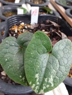 2026年最新】カンアオイ タマノの人気アイテム - メルカリ