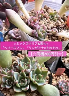 2026年最新】おらい リンゼアナの人気アイテム - メルカリ