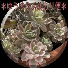 鏡花 子持ち蓮華錦 2026年最新】子持ち蓮華錦 鏡花の人気アイテム - メルカリ