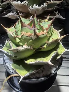 アガベ チタノタ ローズ（大株）※希少 アガベ チタノタ ローズ | HARENOHI-PLANTS