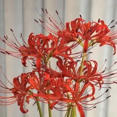 2025年最新】彼岸花の球根の人気アイテム - メルカリ