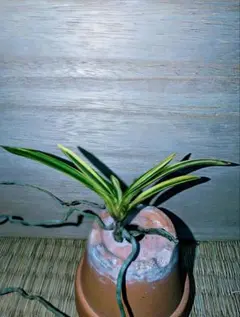 2026年最新】羆 富貴蘭の人気アイテム - メルカリ