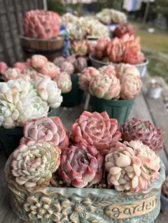 多肉☆詰め合わせ・エケベリア・6苗・カット苗・抜き苗