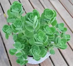 アロマティカス　抜き苗　（根つきの苗）　3本