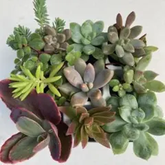 no1sara70808247311様 リクエスト 3点 まとめ商品