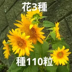 ミニひまわりの種　110粒 花の種3種