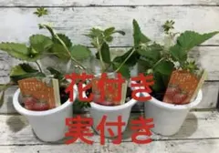 えみ2525様 リクエスト 3点 まとめ商品