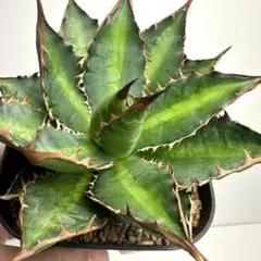 ラスト！アガベチタノタ麻花龍（極上株）超S級ブツブツsuperMaHuaLong