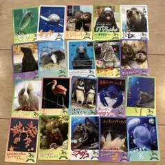 【週末限定お値下げ中】鳥羽水族館コレクションカード37種類