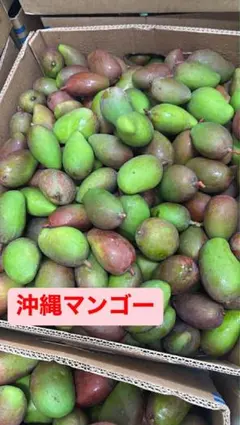 宮崎県産 摘花 グリーン マンゴー 9kg - メルカリ