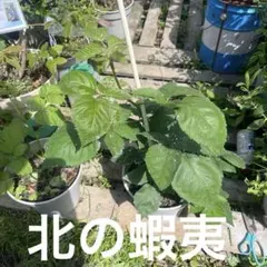 70センチ グレンアンプル 大実トゲなしラズベリー 大 苗木 - メルカリ