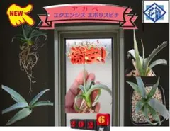 2026年最新】エボリスピナ 現地の人気アイテム - メルカリ