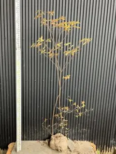 2025年最新】山採り ツツジの人気アイテム - メルカリ