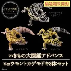 2025年最新】ヒョウモントカゲモドキ いきもの大図鑑の人気