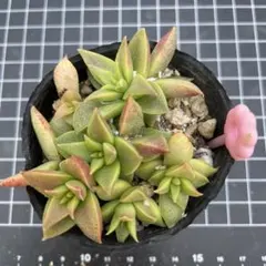 紫月様 リクエスト 2点 まとめ商品