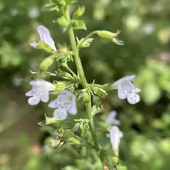 ただひとつの愛様 リクエスト 2点 まとめ商品