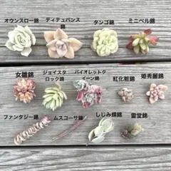 多肉植物　カット苗　錦　13種