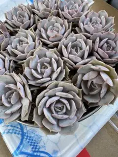 フミフミ様専用