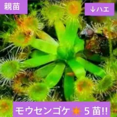 食虫植物⭐︎モウセンゴケ⭐︎ピグミー系☆ピンク花☆チビ苗５苗!!のサムネイル