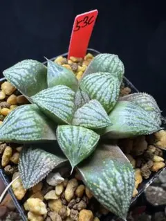 69b 多肉植物 ハオルチア 阿房宮Xコレクタ錦 自家繁殖 抜き苗発送