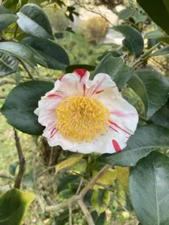 2025年最新】肥後椿の人気アイテム - メルカリ