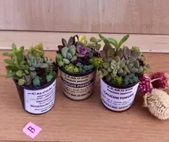 B 大容量　多肉植物　寄せ植え　育て方メモつき❤️ カラフル　3つセット