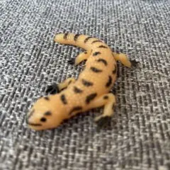 イグアナアンドコミニ アメリカドクトカゲ