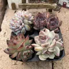 双頭プラグ苗4苗セット　エケベリア　韓国苗