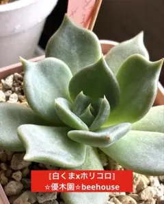 2026年最新】優木園の人気アイテム - メルカリ