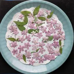 押し花素材　ピンクのウツギ 2
