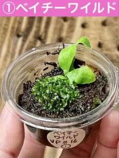 速達❣️Yukiko様 リクエスト 4点 まとめ商品