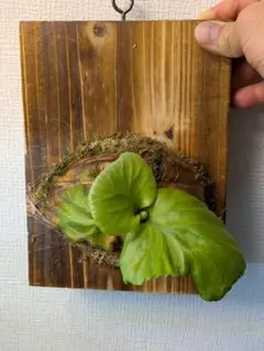ビカクシダ リドレイ 板付 国内胞子培養株 0524c - メルカリ