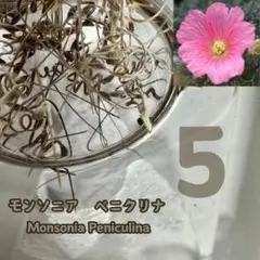 【種子】　モンソニア　ペニクリナ　採れたて種子20個　サルコカウロン Amazon.co.jp: 種子 モンソニア ペニクリナ 採れたて種子20個