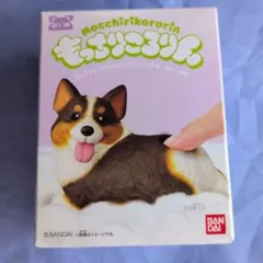【⑧ぷりぷりコーギー（トライカラー）】もっちりころりん　おいぬのサムネイル