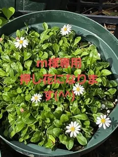 m様専用(^^)デージー押し花