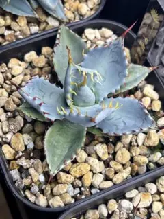 【クローバー出品】アガベhyb ハイブリッドアガベ | STORES