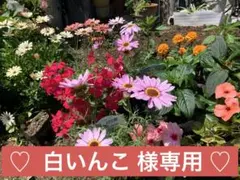 ⭐️マンナンライフ蒟蒻畑・梅・レモン・シャインマスカット＆柿の種（ハッピーコラボ）のサムネイル