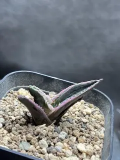 2026年最新】アガベレアの人気アイテム - メルカリ