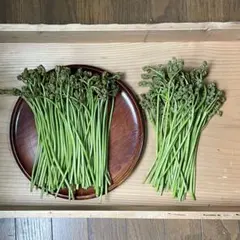 愛媛県産　青わらび ＋おまけ　全部で480g