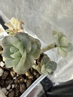 多肉植物　ラブリーローズ錦白斑　3頭　訳あり