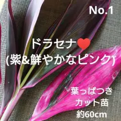 No.1【観葉植物】ドラセナ レッドコンパクタ♥️発根済み♪新芽2箇所