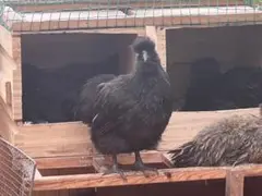 黒烏骨鶏と白烏骨鶏の有精卵 合わせて8個